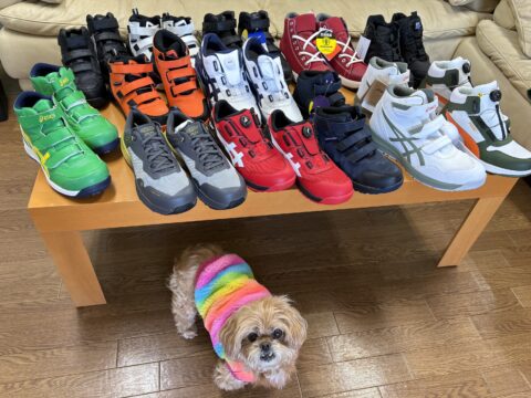 2026年度の安全靴です。